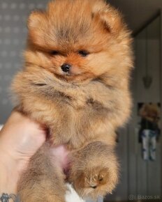 Pomeranian mini Boo - 5