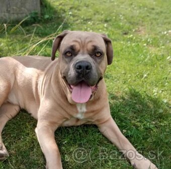 Cane corso/retríver-darujem šteniatka - 5