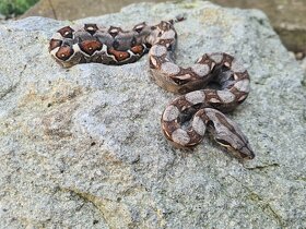 Veľhad Královský-Boa Constrictor - 5