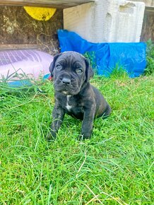 Cane corso - 5