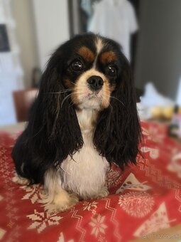 Cavalier King Charles Spaniel s PP - 5