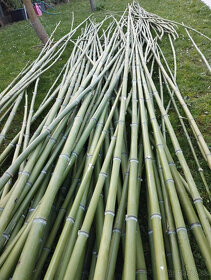 Palice - bambusové tyče vhodné na dekoráciu vytvorenie záste - 5