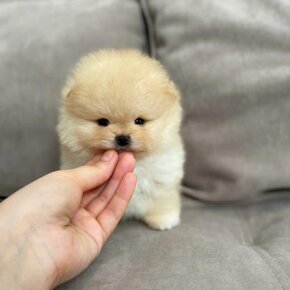 Pomeranian mini cream - 5