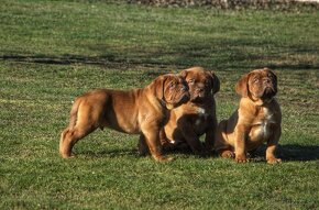 Dogue de Bordeaux, Bordo doga, Bordeauxská doga - 5