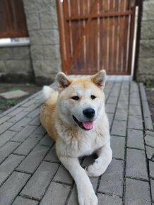 Predam akita inu - 5