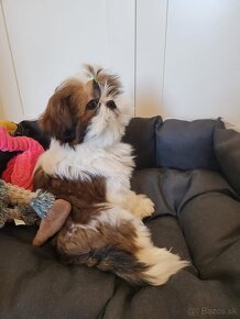 Shih-tzu s PP,  Shih Tzu s PP - 5