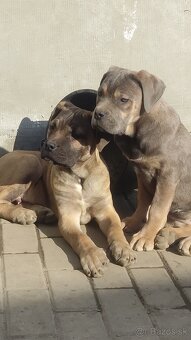 Cane Corso s PP - 5