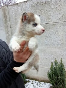 Szibériai husky - 5