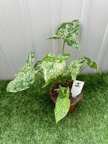 Syngonium Mojito - 5