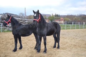 Kobyly na predaj - Percheron - 5