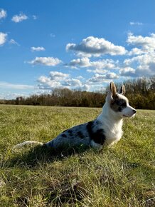 Welsh corgi cardigan. - 5