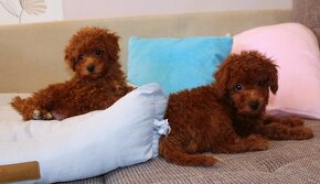 Toy pudla, Red Toy Poodle, Red Toy Pudel - 5