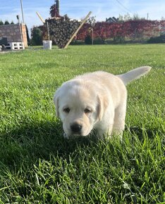 Krásne čistokrvné šteňa labradorského retrievera s rodokmeňo - 5