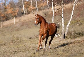 Welsh pony sekce B - 5