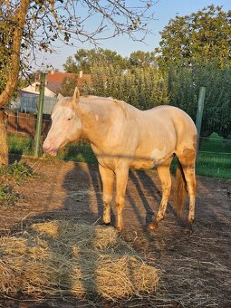 Paint horse APH pripúšťanie - 5