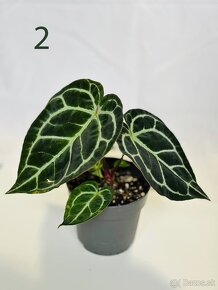 Anthurium clarinervium - 5