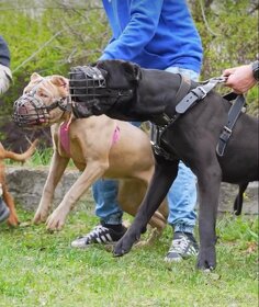 Bandog šteniatka - 5