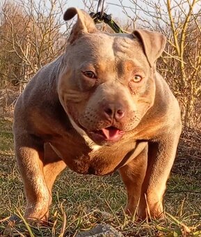 American bully pocket - 5