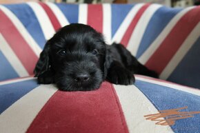 šteniatka Goldendoodle - 5