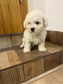 Maltipoo, maltipo - 5