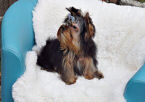 Yorkshire terrier - 5