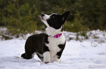 Welsh Corgi Cardigan Krásna FCI dievčina - 5