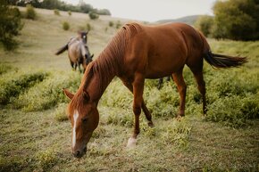 Appaloosa kobylka - 5