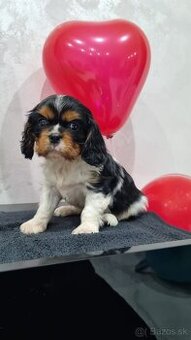 Cavalier king charles spaniel , Kavalier - 5