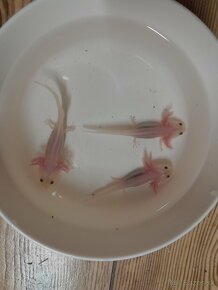 Axolotl mexicky - 5