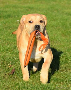 boerboel Ballotada - 2 krásné feny -6měsíců - 5