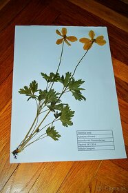 Herbár rastlín - 5