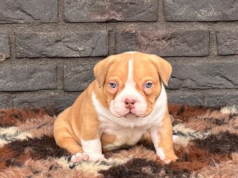 American bully pocket s PP - 5