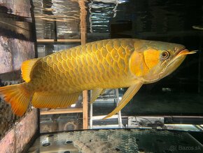 Arowana super red 60cm+ - 5