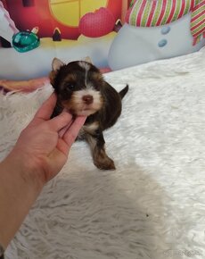 Yorkshire terrier , York, Čoko , Chocolate s PP - 5