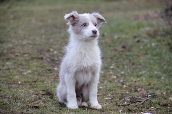 Border kólia,border collie,borderka bez PP - 5