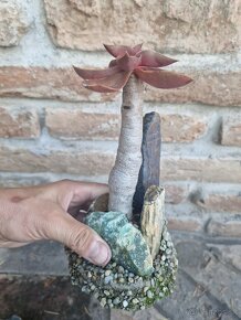 Echeveria atropurpurea bonsai - 5