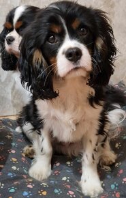 Cavalier King Charles španiel - 5