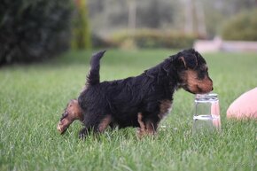 Welsh terrier s PP - 5