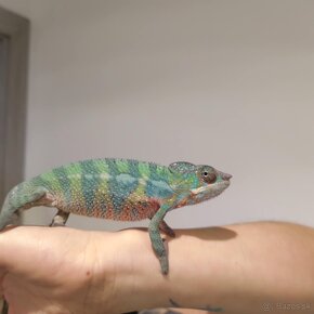 Chameleon pardalis - 5