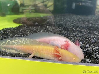 Axolotl mexický - všetky farby k dispozícii - 5