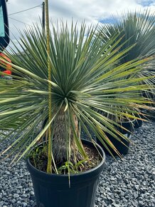 Yucca Rostrata - Juka - mrazuvzdorná palma - 5