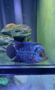 Flowerhorn Č.3 - 5