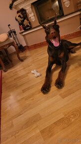 Doberman s FCI P.P. - 5