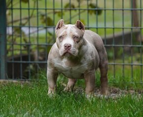 American Bully - 5