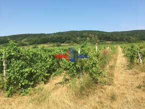 N Obrábaný vinohrad Svätý Jur, smerom na Bratislavu, lokalit - 5