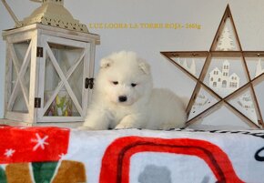 Samojed s PP FCI- LA TORRE ROJA - 5