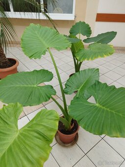 Alocasia slonie ucho - 5