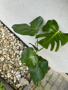 Monstera deliciosa - 5