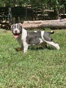 American Bully Pocket - 5