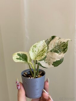 Pothos Epipremnum ‘Happy Leaf’ - 5